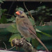 female cardinal small