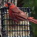 cardinal getting ready for end of season